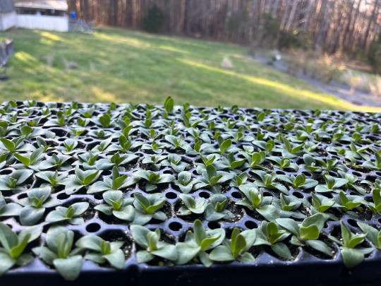 Lisianthus Live Plant, Healthy Starter, Mother’s Day Edition