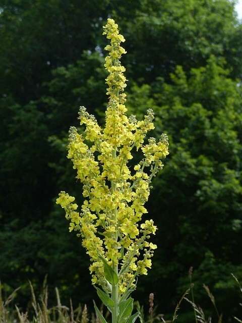 150 Seeds Great Mullein (Verbascum Thapsus) Heirloom – Fresh from 2023 Harvest