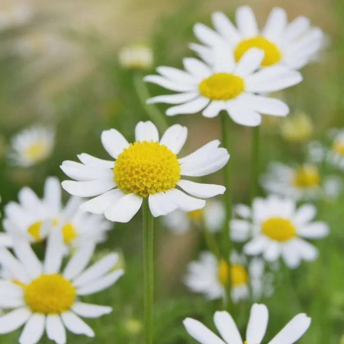 German Chamomile Tea Mayweed Plant 6 Rooted Healthy Starter Seedling Non-GMO