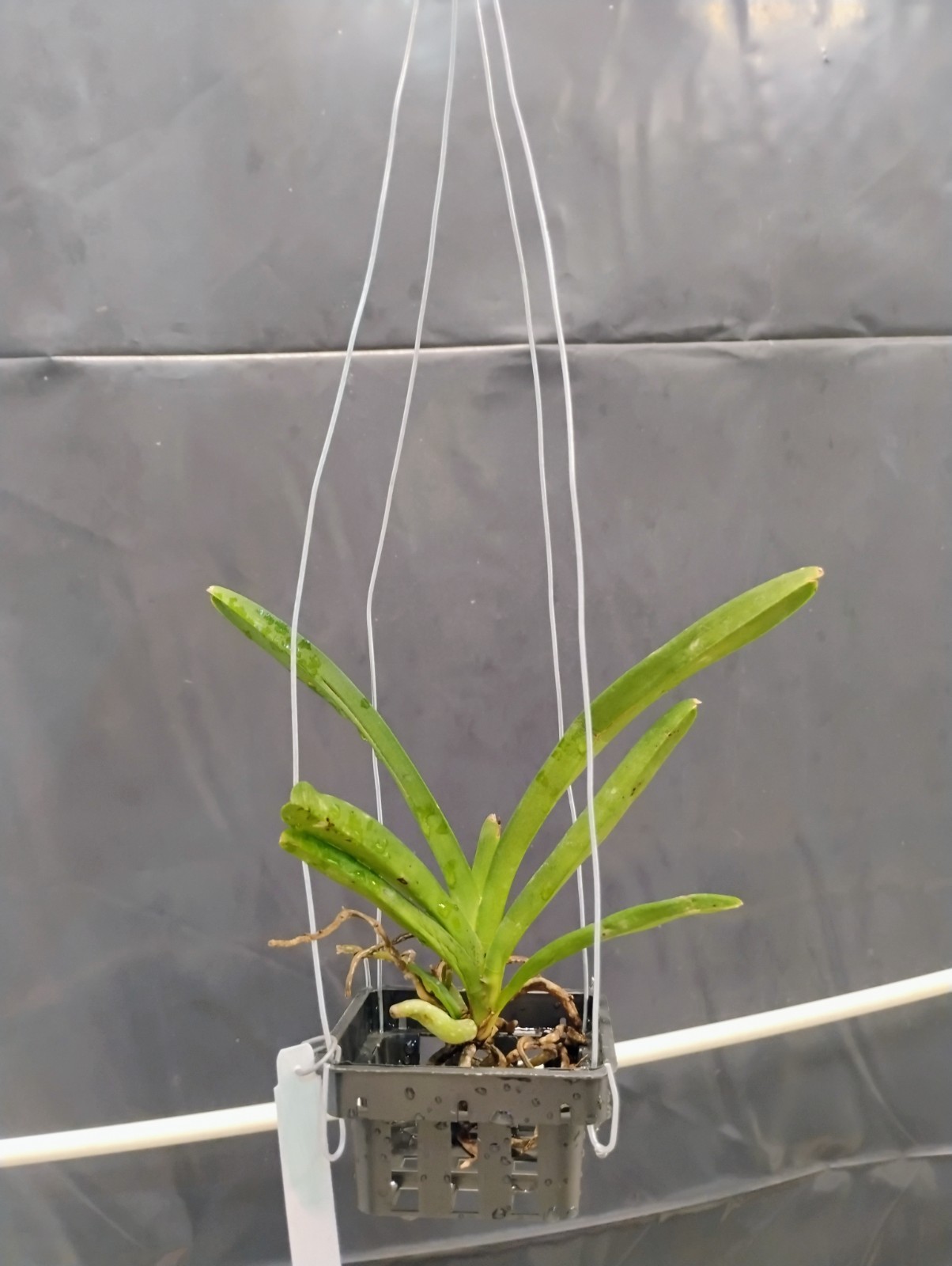 Vanda Orchid – Jennie Panthong