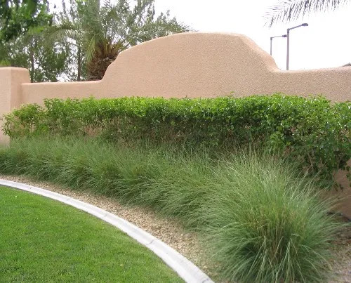Muhlenbergia ringens | Deer Grass | Deer Muhly | Meadow Muhly | 25 Seeds