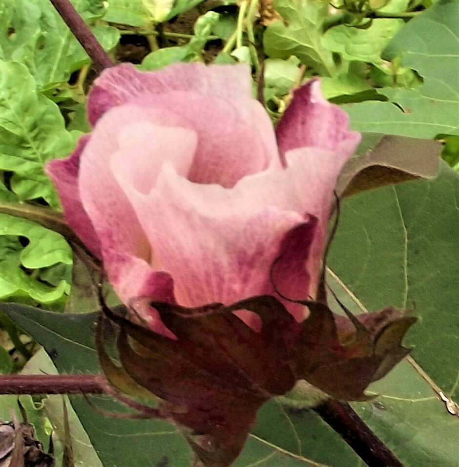 30 Cotton Seed Extremely Rare, Burgundy Leaf, GREEN LINT Heirloom Ornamental