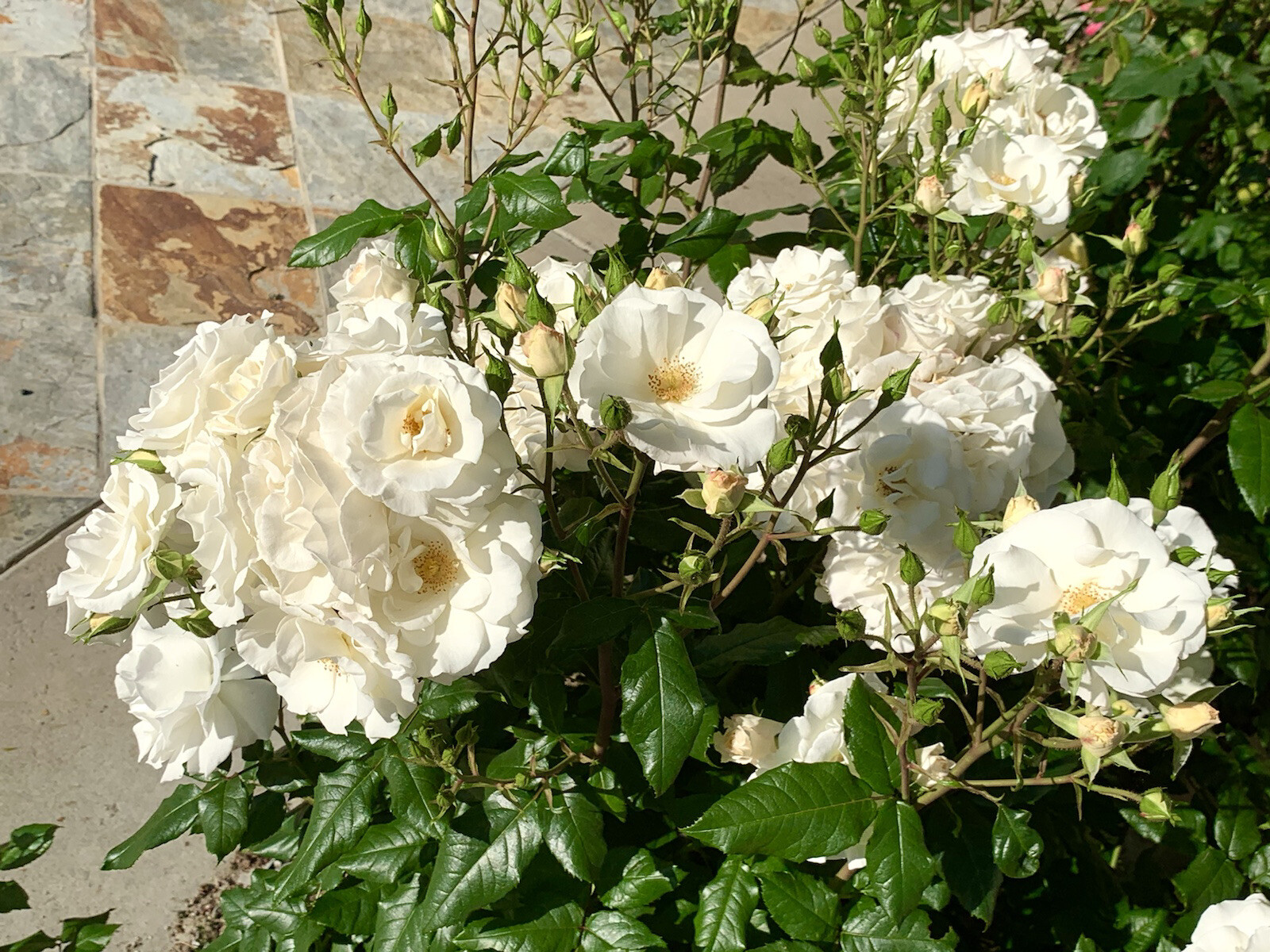 Fragrant White Swany Rose/ Shrub Rose – 5 Stems 4-8 inches for planting – US