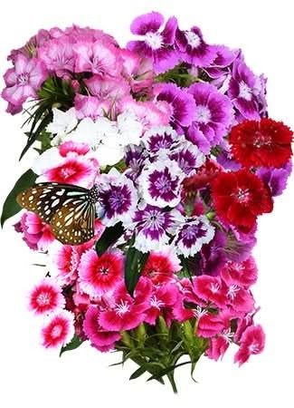 Sweet William Wildflower Seeds For Planting (Dianthus barbatus)