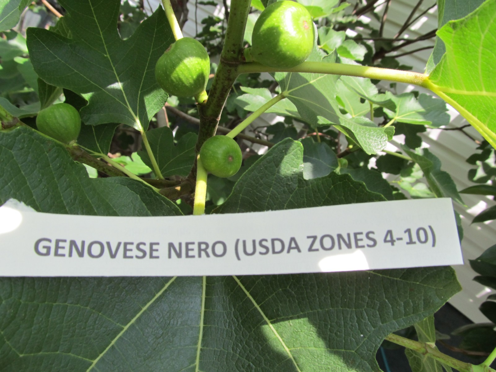 Genovese Nero fig tree 30″ tall, super rooted & ready to pot or put in ground #6