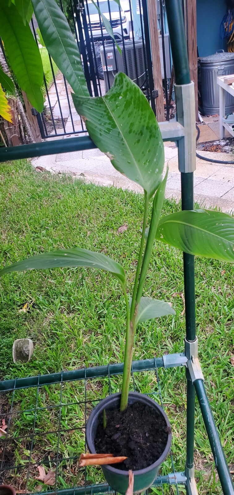 1 Heliconia Golden Torch Adrin Plant – Rhizome for Growing In Garden.