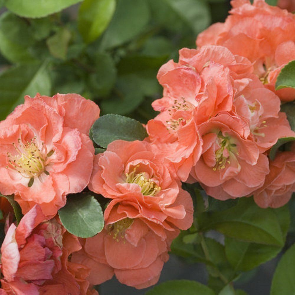 Double Take™ Chaenomeles Peach – 4″ pot – Flowering Quince – Proven Winners