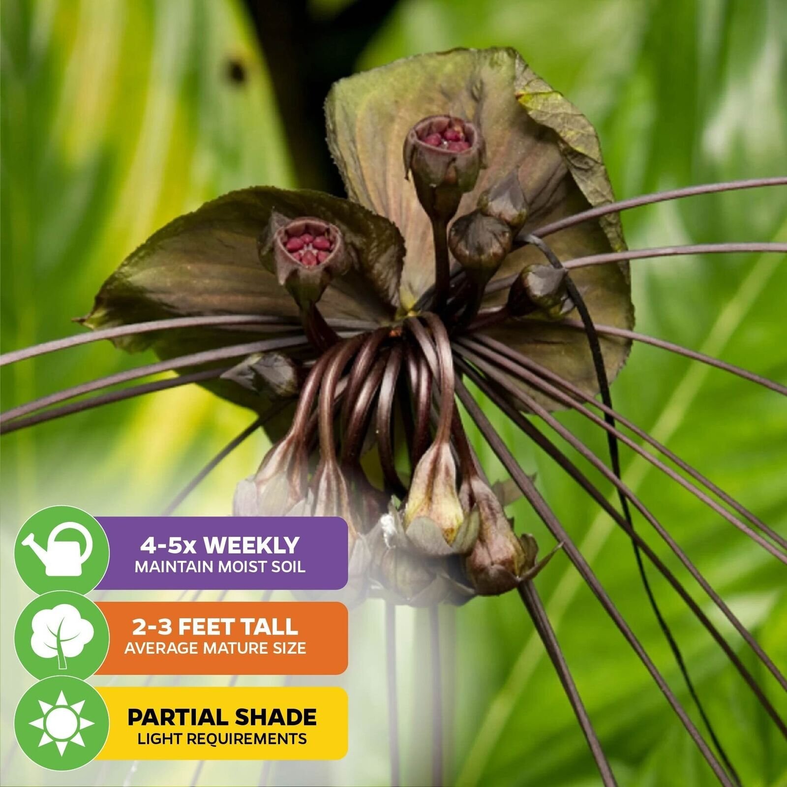 Black Bat Flower Plant – Tacca chantrieri – Live Plant