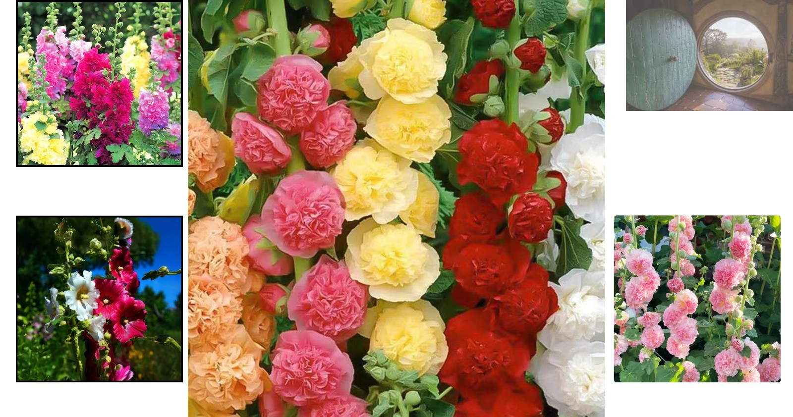 Giant Mallow Double Hollyhocks: 350+ Seeds for Colorful Home Garden Displays