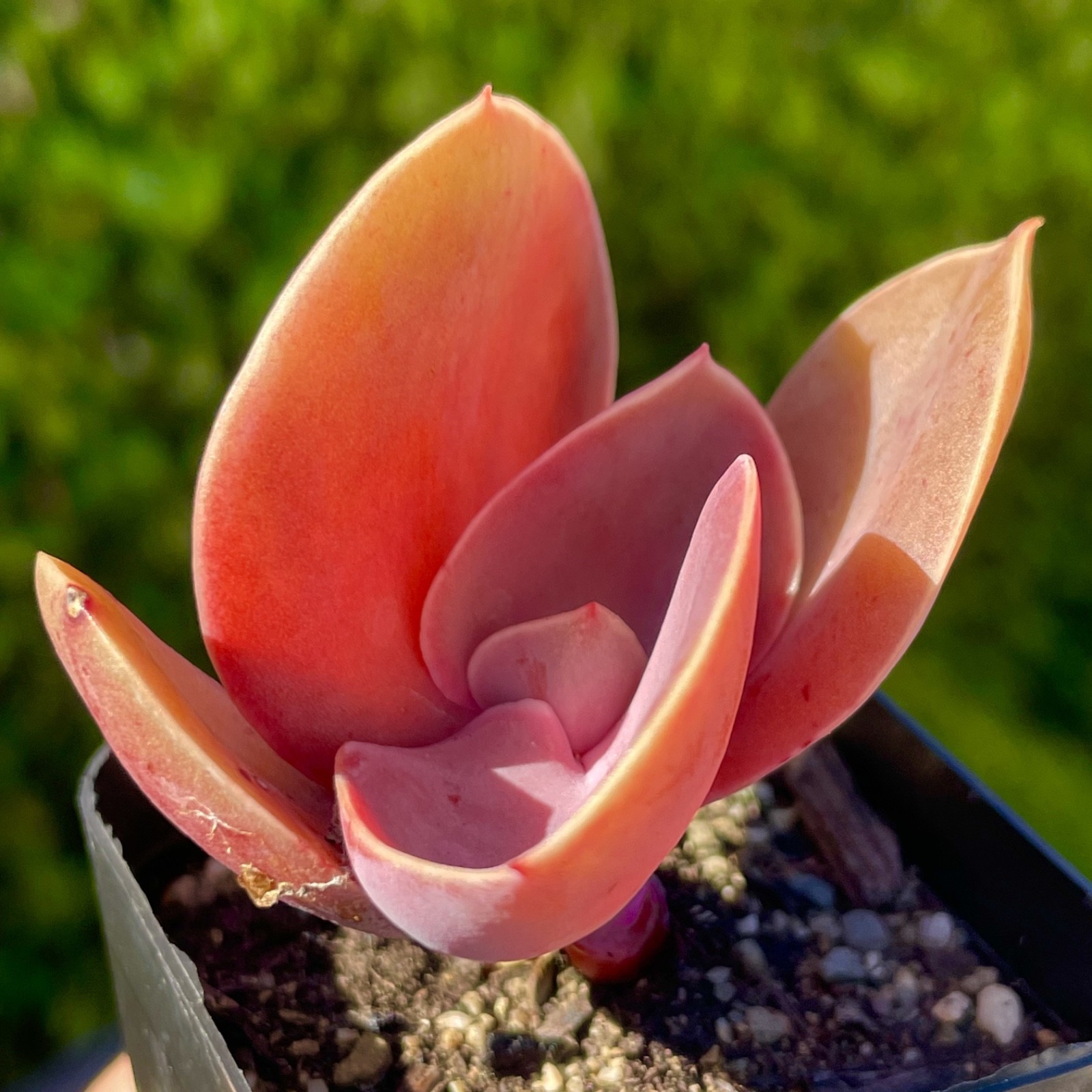 Rare Succulent Burgundy Red Pink Paddle Imported Rooted Live Plant 2.5″