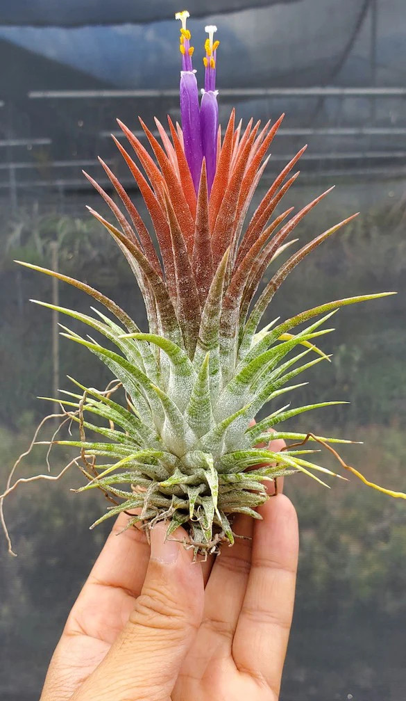 Tillandsia ionantha Domingo’s Stripes. (ionantha vanhyningii x ionantha mexico)