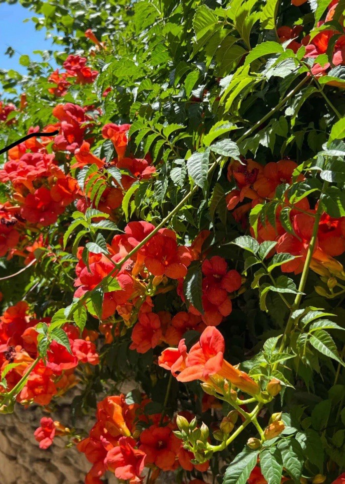 Hummingbird Butterfly Trumpet Vine Live Bare Root Plant Full Sun Rapidly Grows