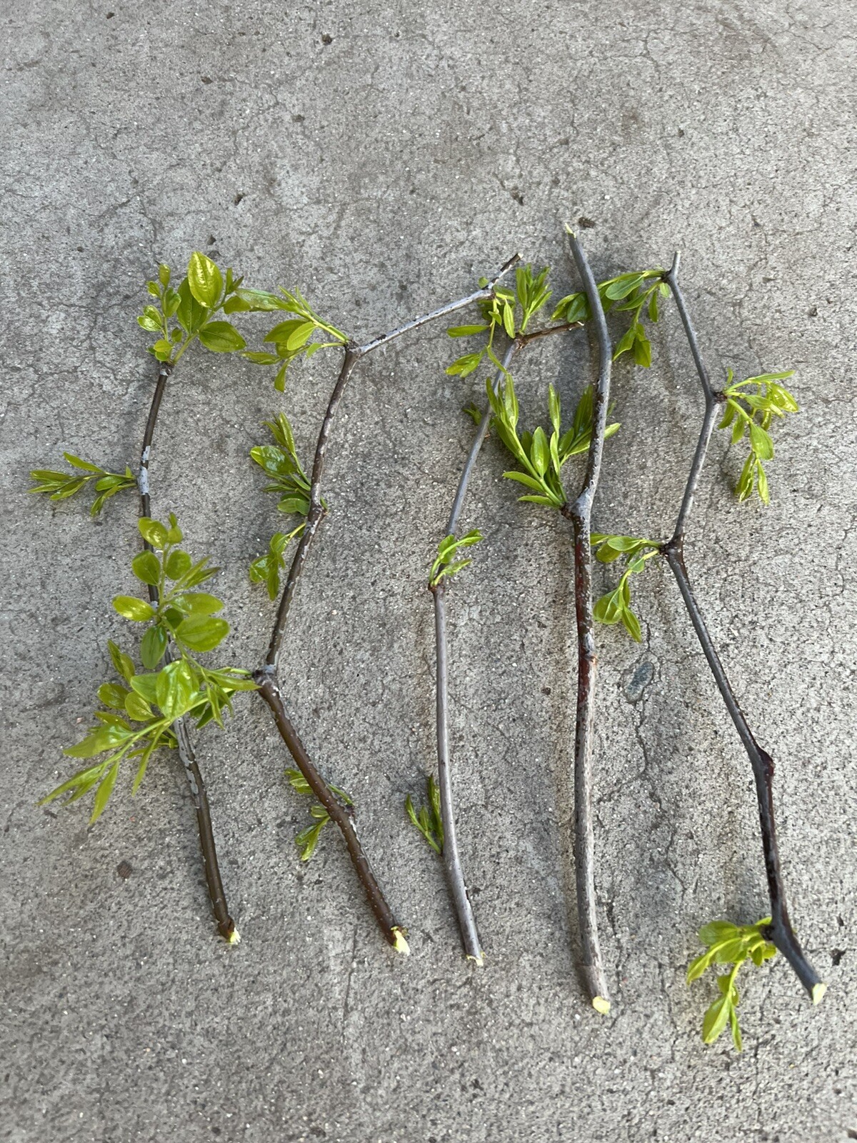 5 Cuttings Jujube Tree Lang Chinese Red Date