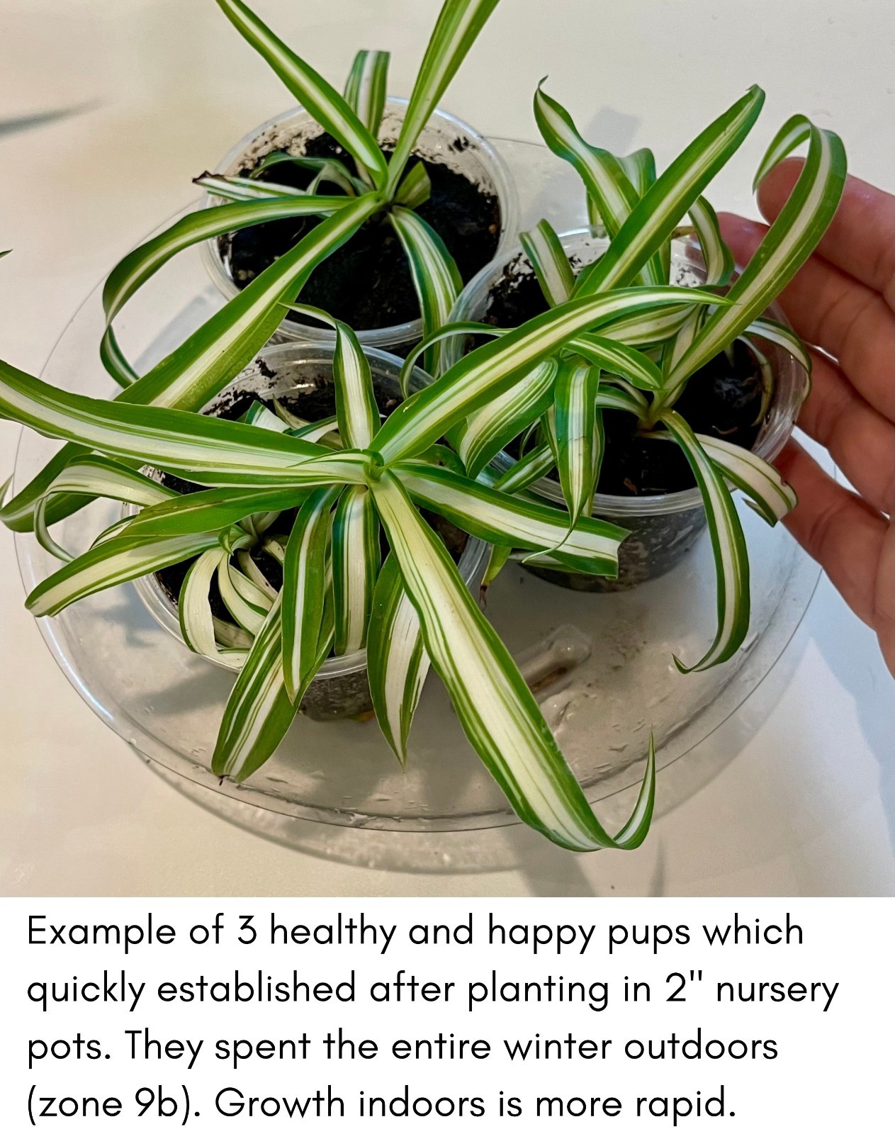 6+ Spider Plant Pups — Beginner Friendly Fast Growing Houseplant — FREE SHIPPING