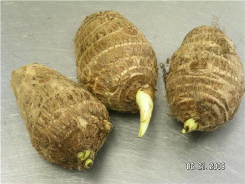 4 LIVE Colocasia Esculenta Elephant Ear Taro Gabi Kalo Eddo Bulbs READY to GROW