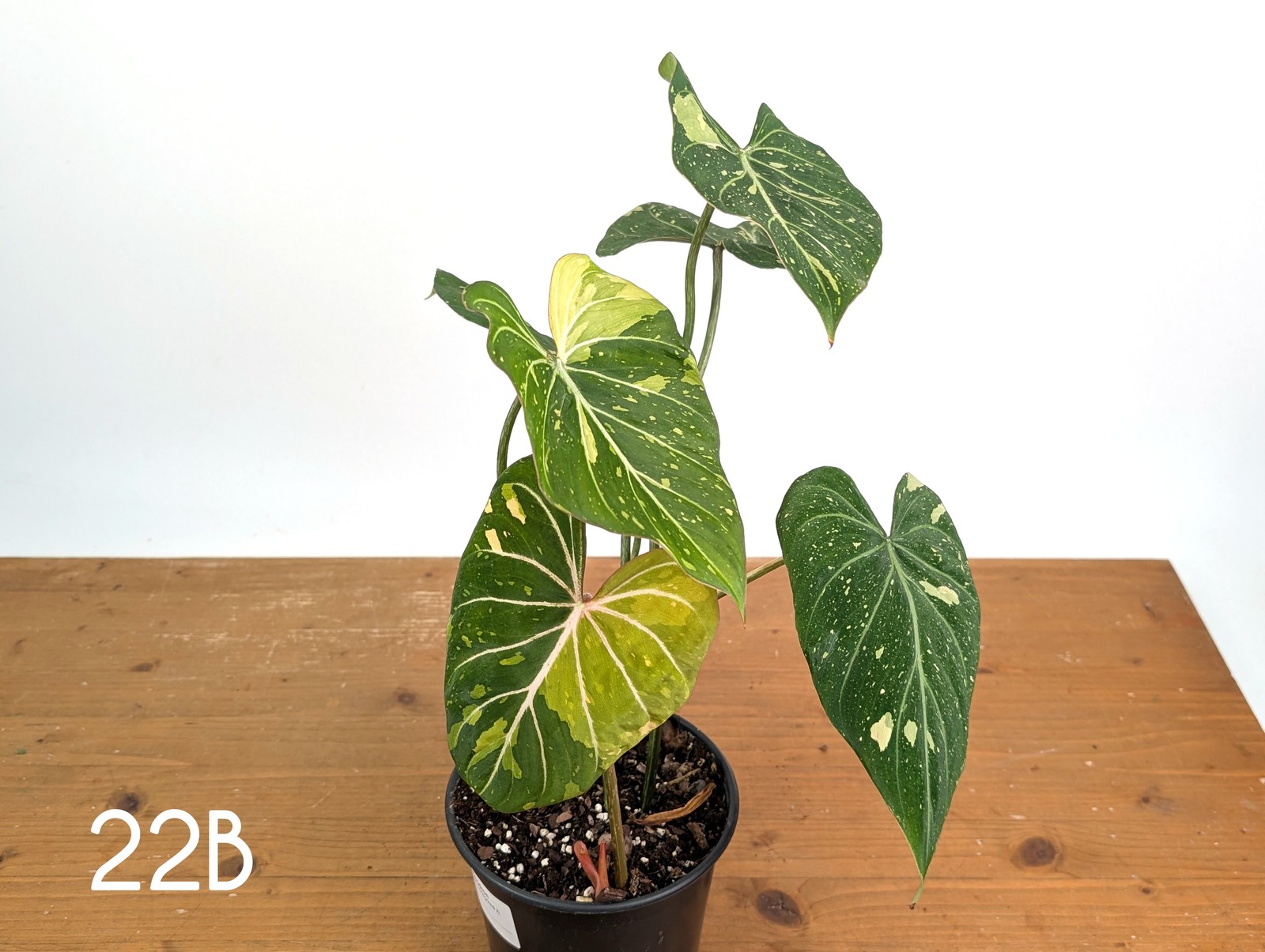 Philodendron Gloriosum Variegated – Multiple Exact Plants 6″ Pots