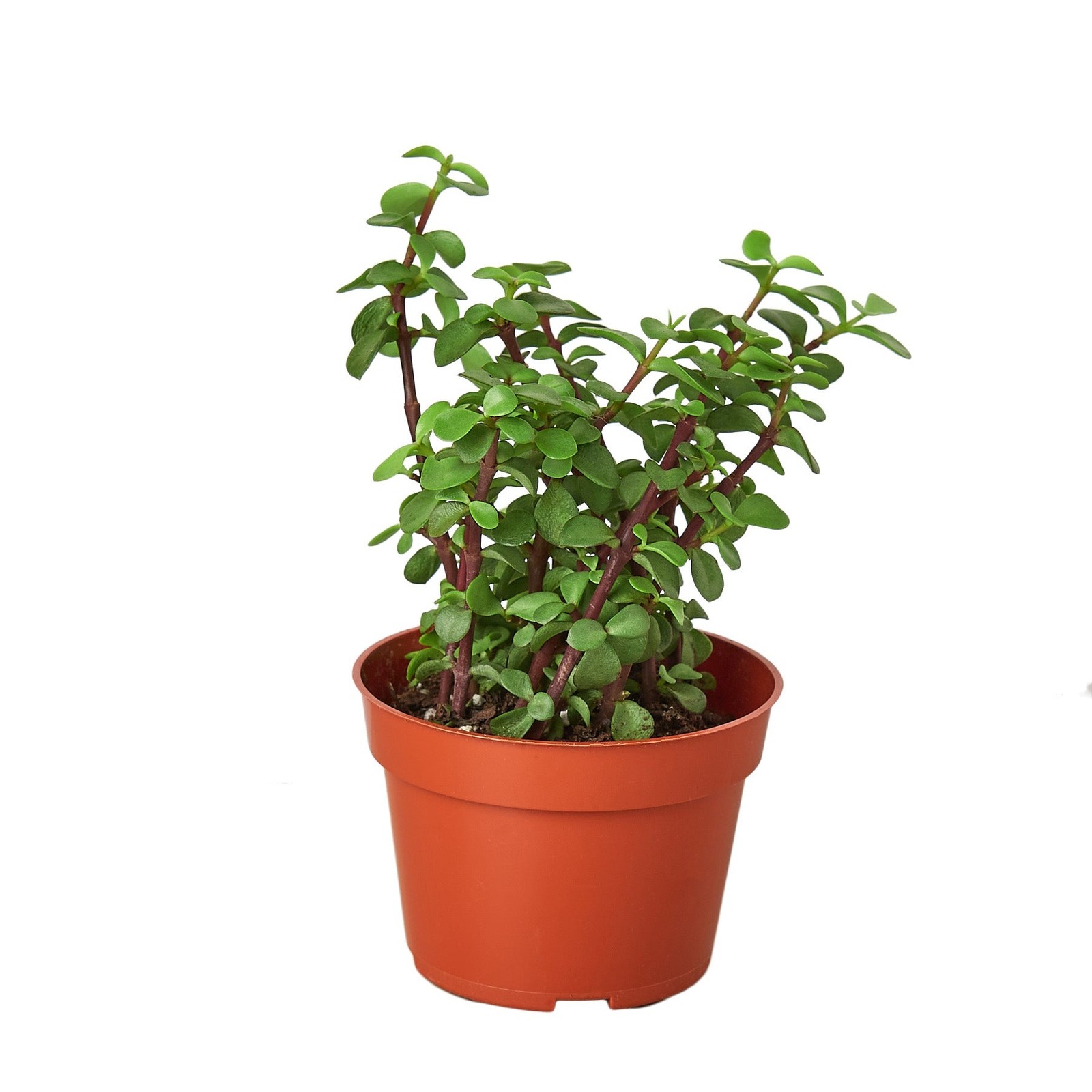 Succulent ‘Elephant Bush’ – Indoor/Outdoor Hardy Succulent • Fast Shipping