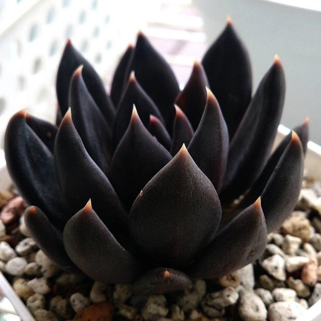 Echeveriaaffinis Black Knight
