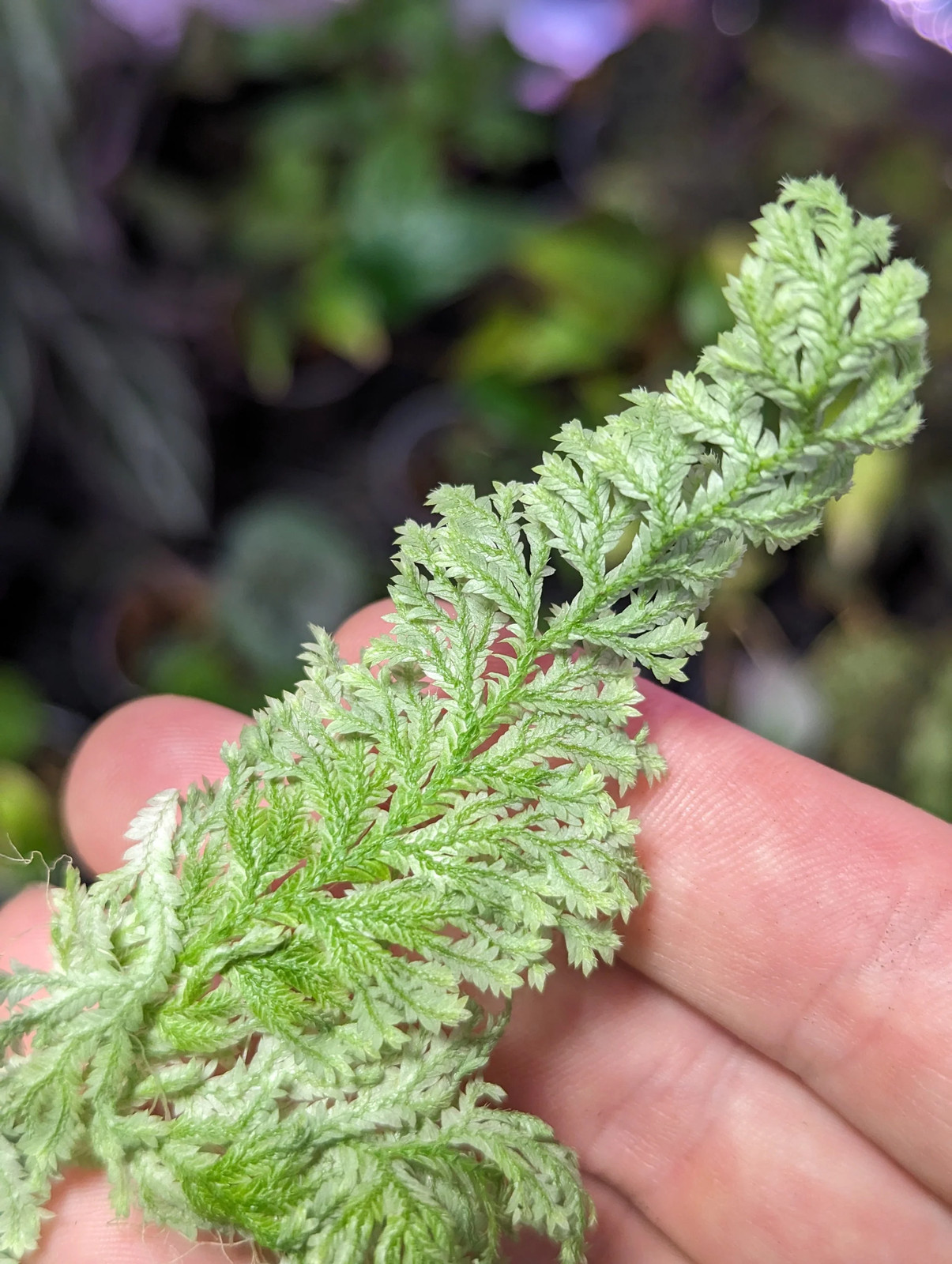 Selaginella sp. white peru [cutting]