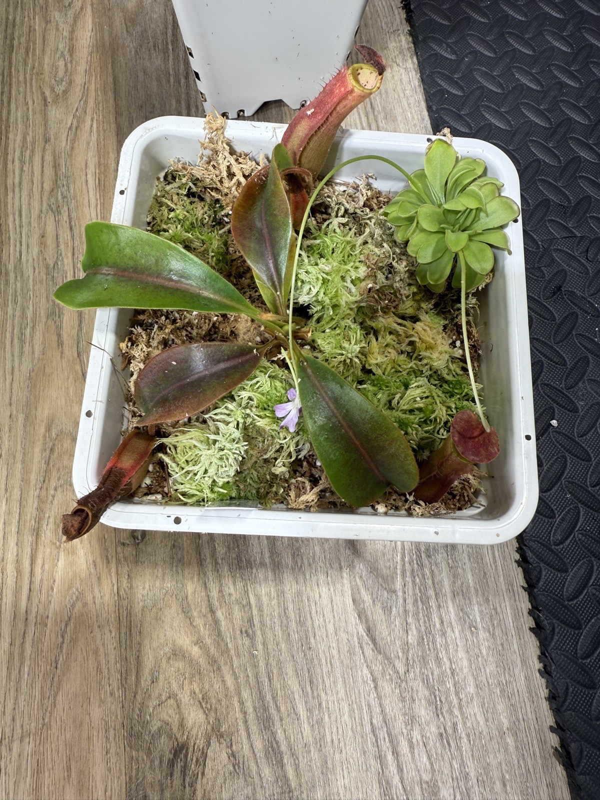 Nepenthes Vetchii Kelabit Highlands x S.O.M. x L.V.B.