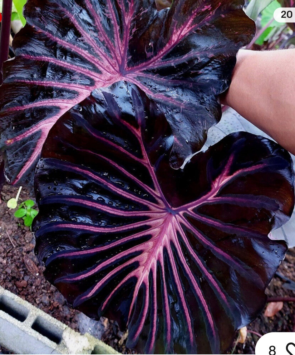 Black Lava – Colocasia esculenta- Elephant Ear – SMALL ROOTED STARTER Plant