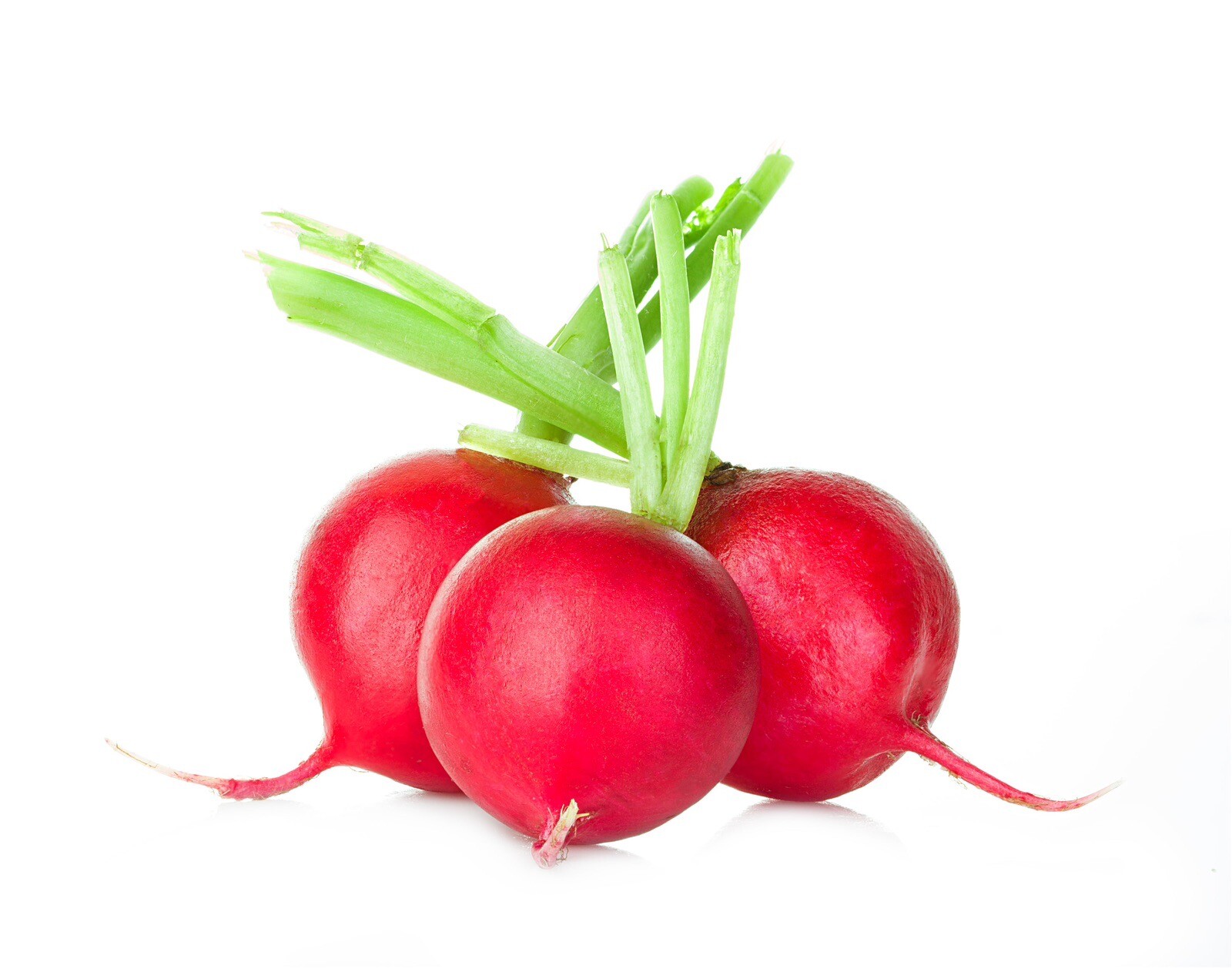 Crimson Giant Radish. 200 Seeds | NON-GMO | Heirloom | Organic. Free Shipping.