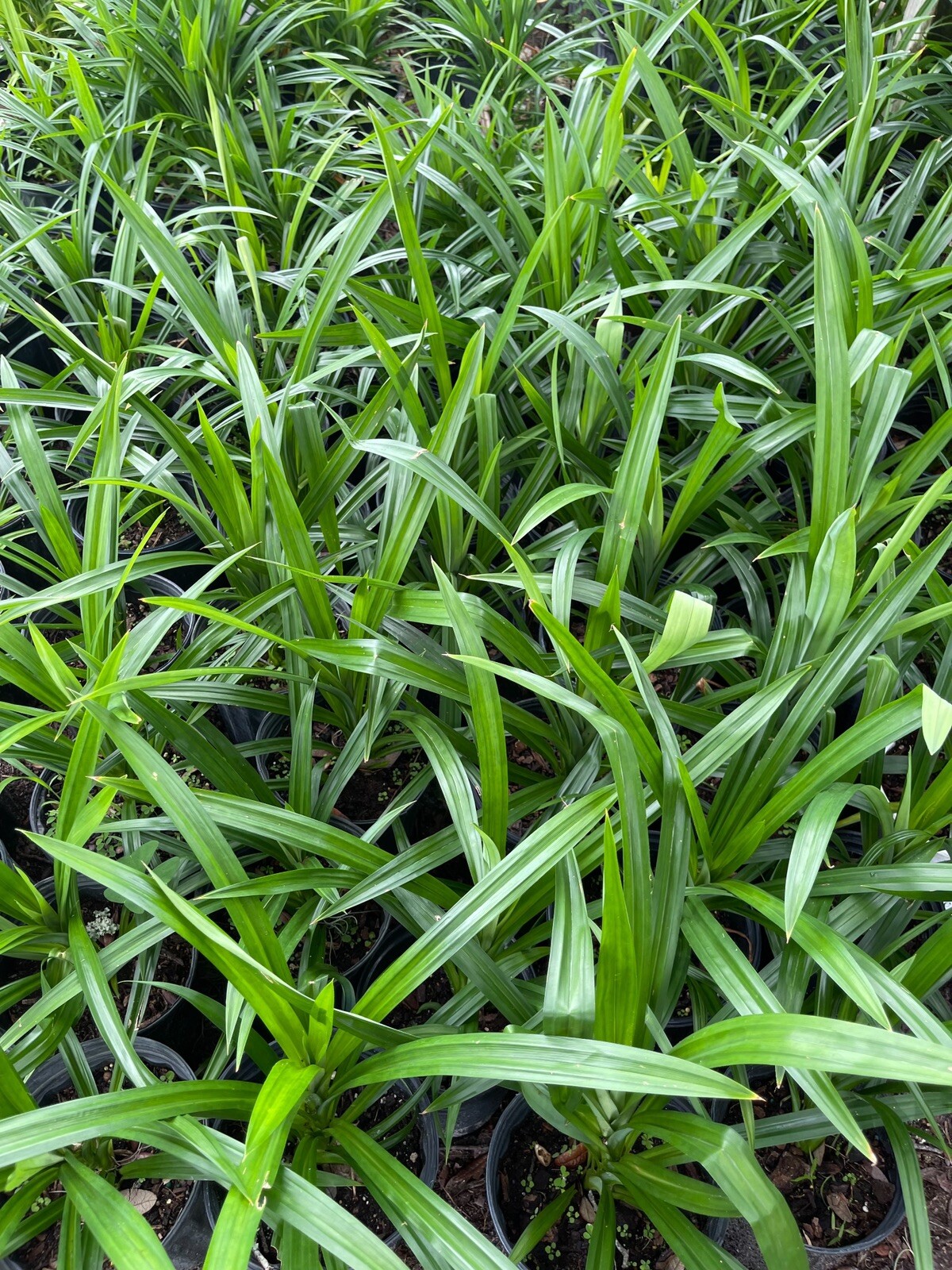 fragrance pandans plants-1-2 ft tall