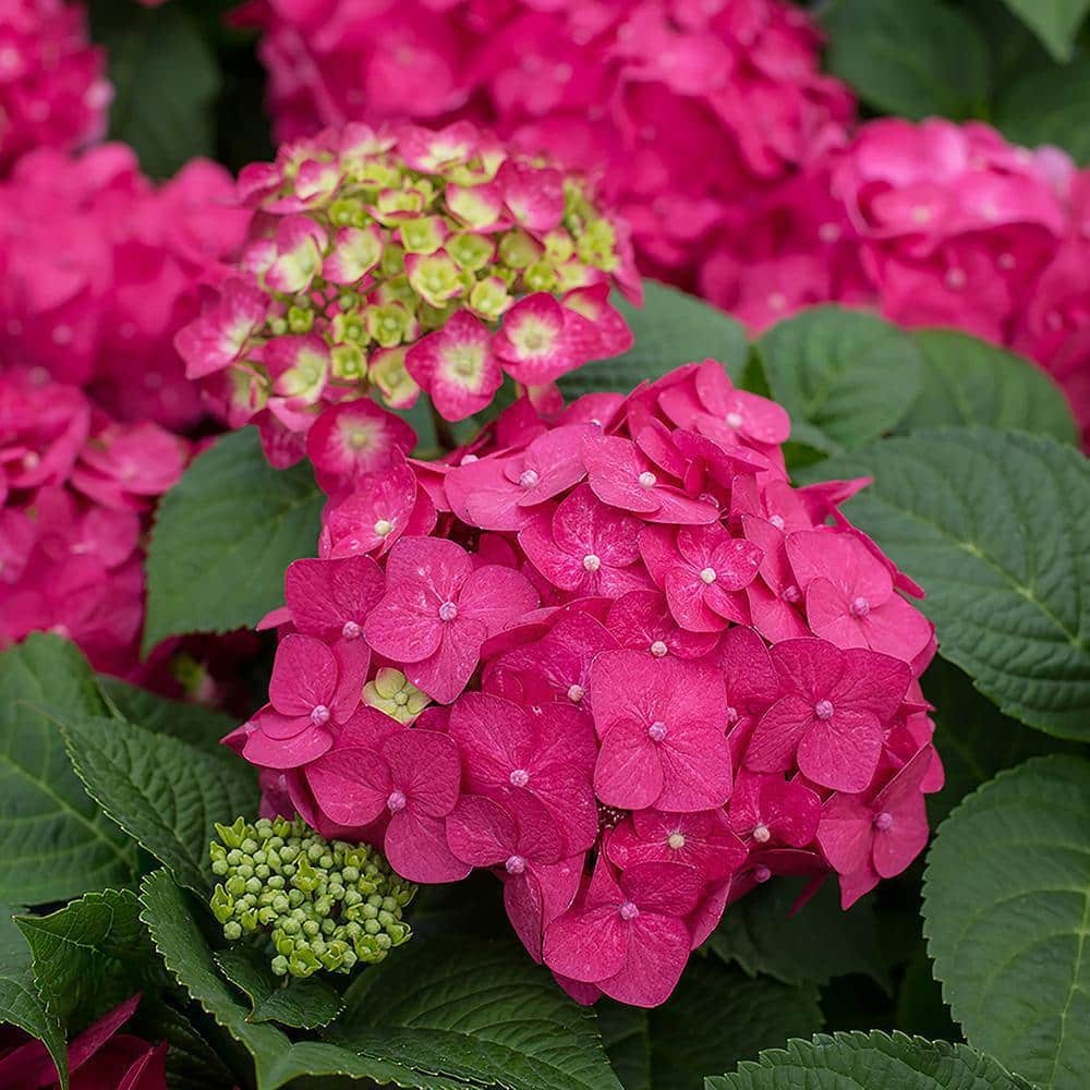 2 Gal. Summer Crush Reblooming Hydrangea Flowering Shrubs with Raspberry Red Flo