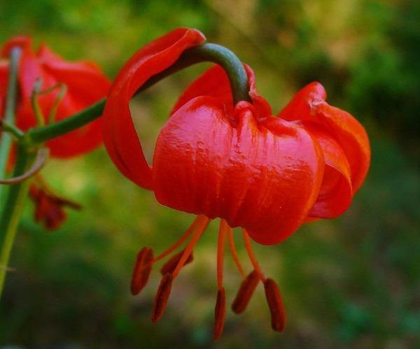 Lilium pumilum | Coral Lily | Low Lily | Siberian Lily | 10 Seeds