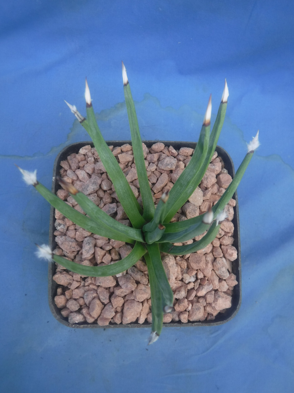 Agave albopilosa “Tufts” Plant VERY RARE Agave! 5+ Years Old! 4″ Wide NICE! B8