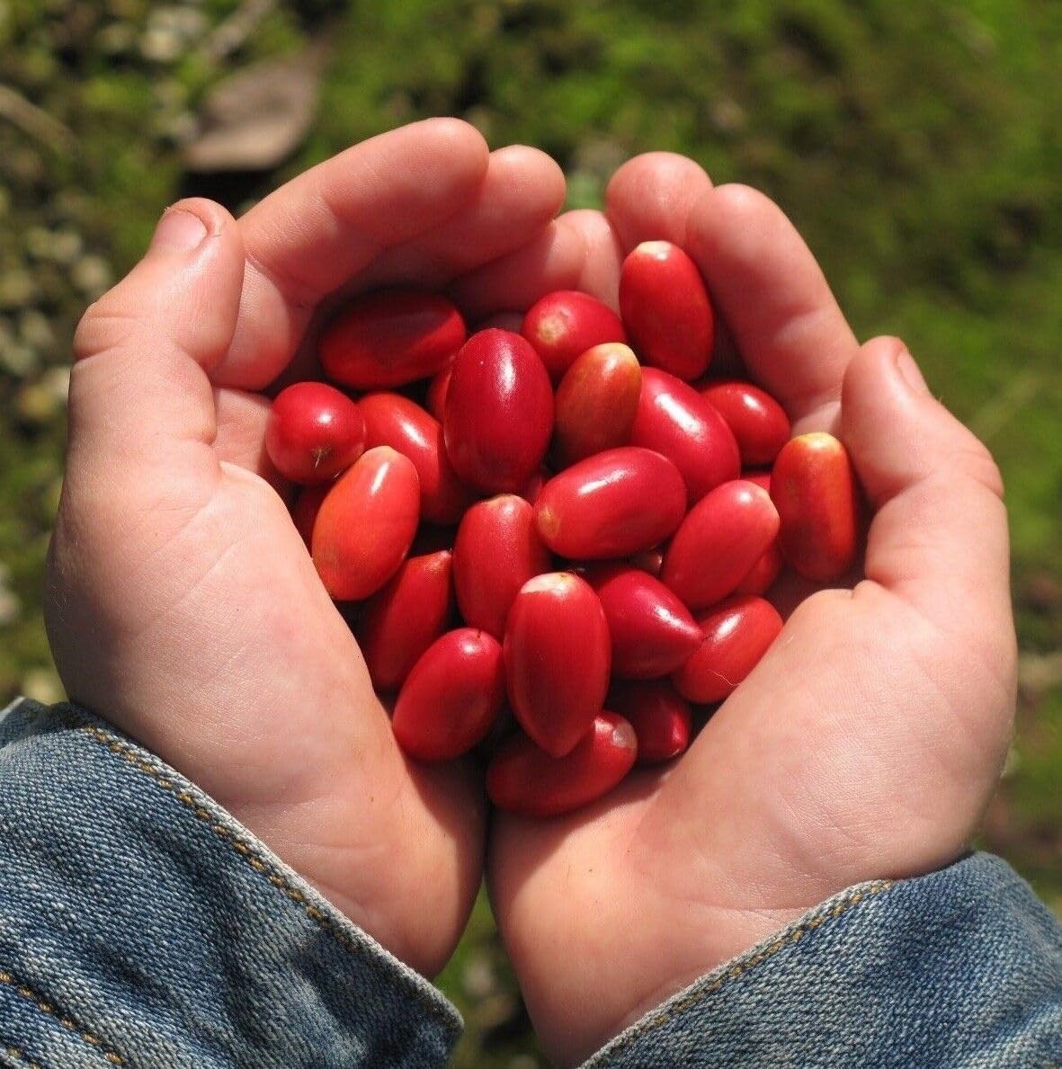 35+Tropical Miracle Berry Fruit Seed for Planting Outdoor-Edible Berries Plant Y