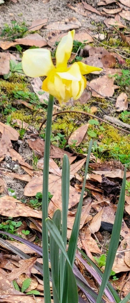 Yellow Daffoldil Bulbs 12pk