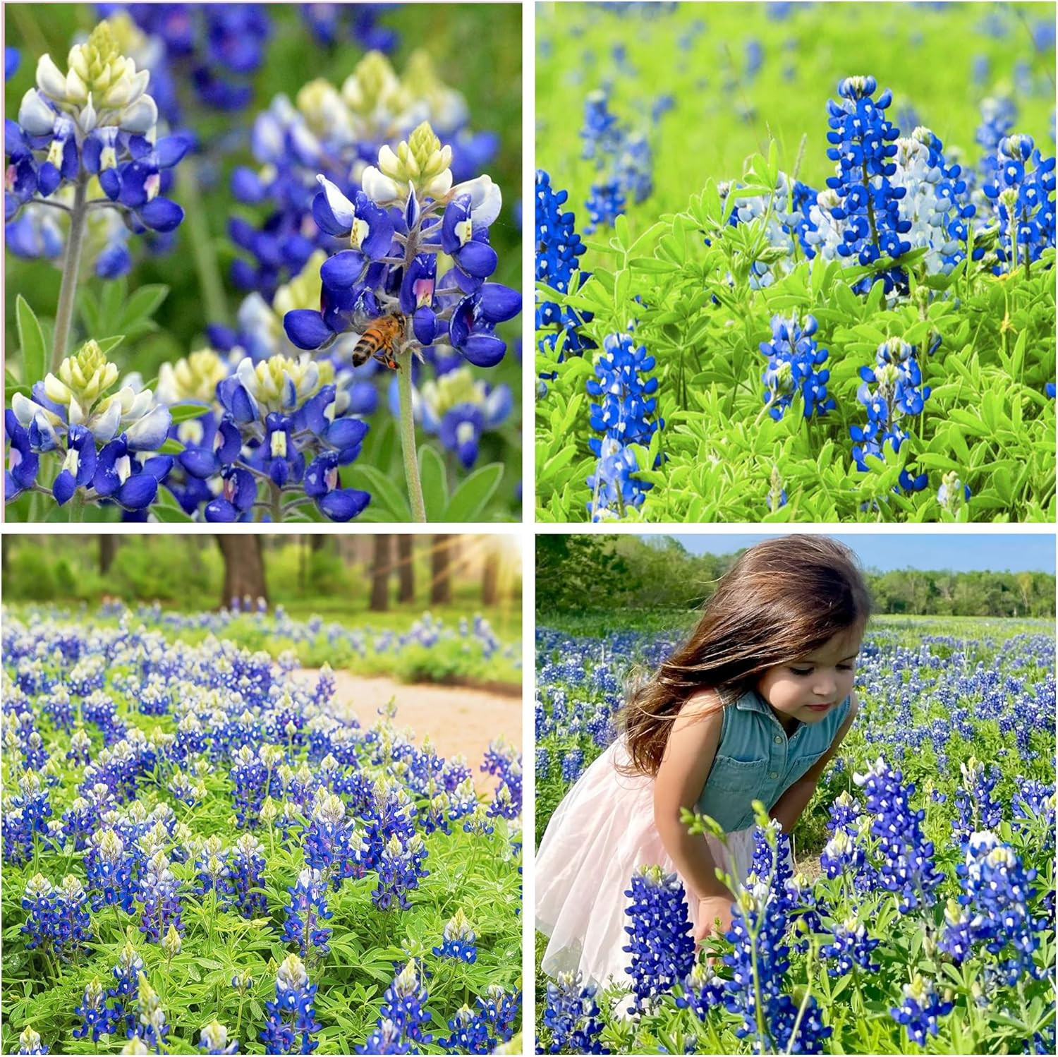 750+ Texas Bluebonnet Wildflower Seeds for a Stunning Home Garden