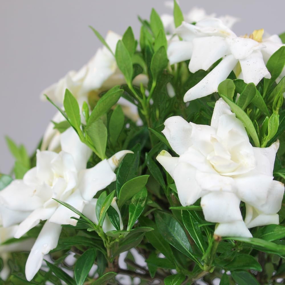 Elegant Gardenia Live Bonsai Tree – 4 Old – 6-8 Inches Tall in Grower Pot
