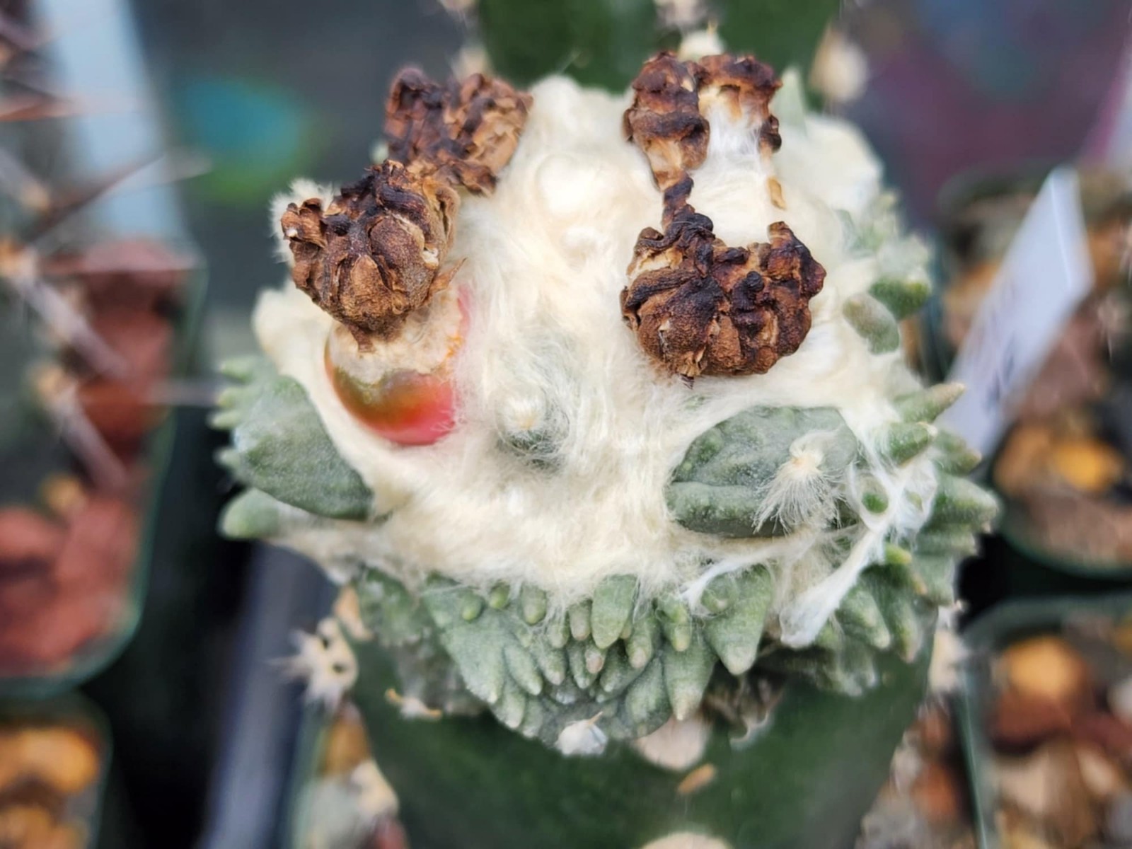 Ariocarpus f. cv Godzilla x Cauliflower F2 – 10 Seeds N