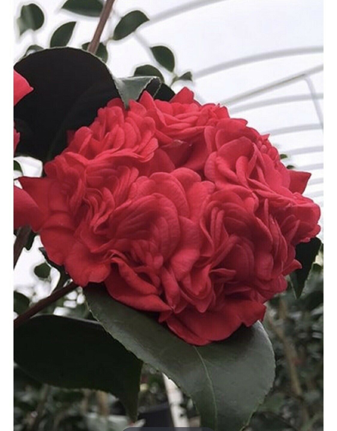 **PROFESSOR SARGENT**Camellia Japonica-Live STARTER Plant–FULL RUBY RED BLOOMS!