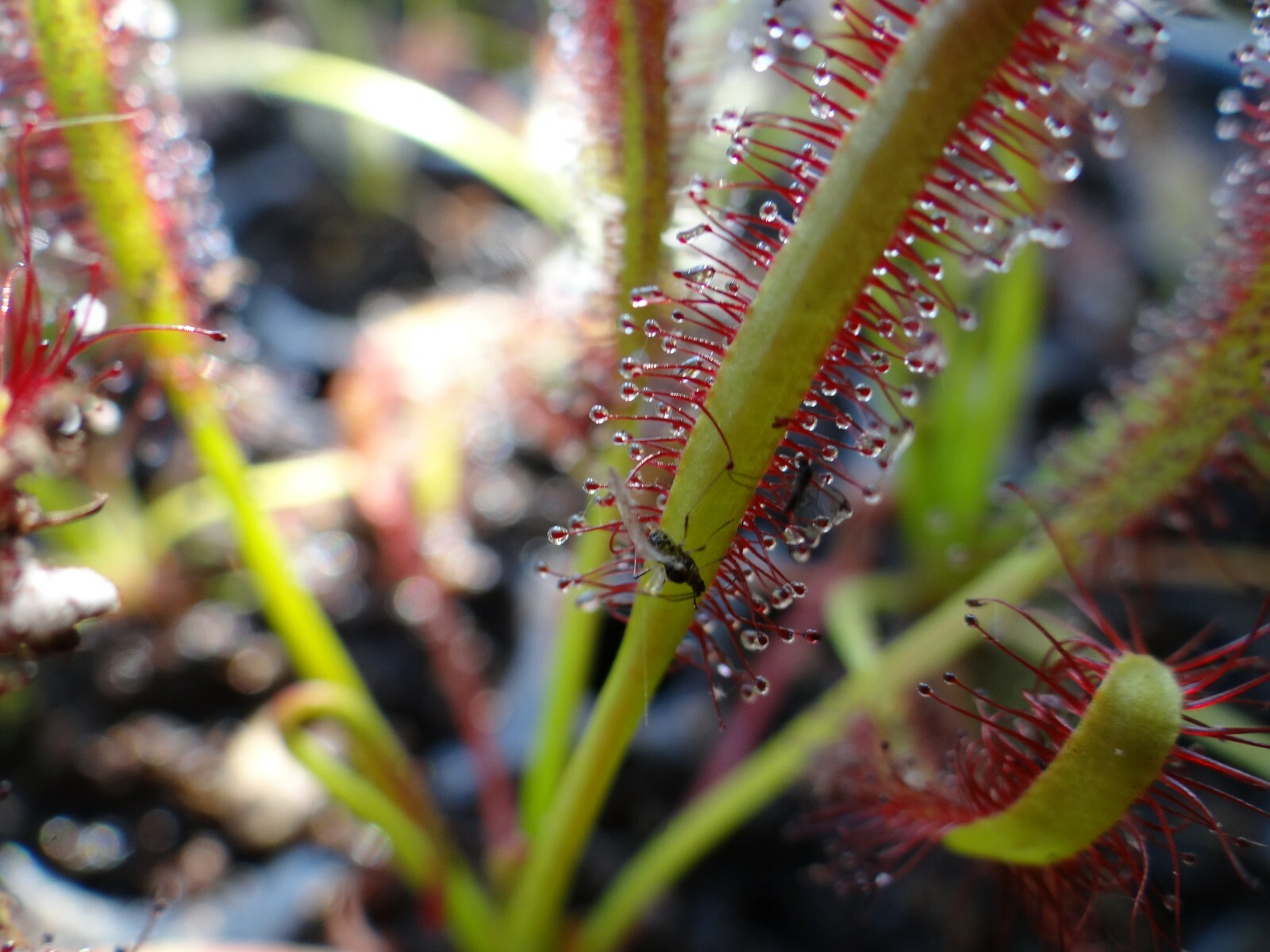 LIVE Carnivorous Cape Sundew (Drosera capensis Typical) Small Plant