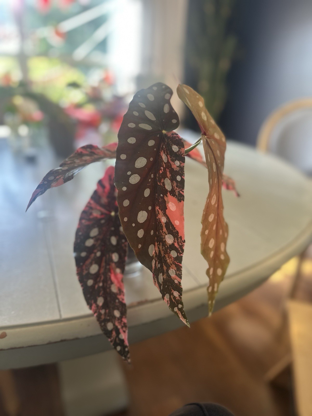 Begonia Pink Maculata Cutting (starting to root!)