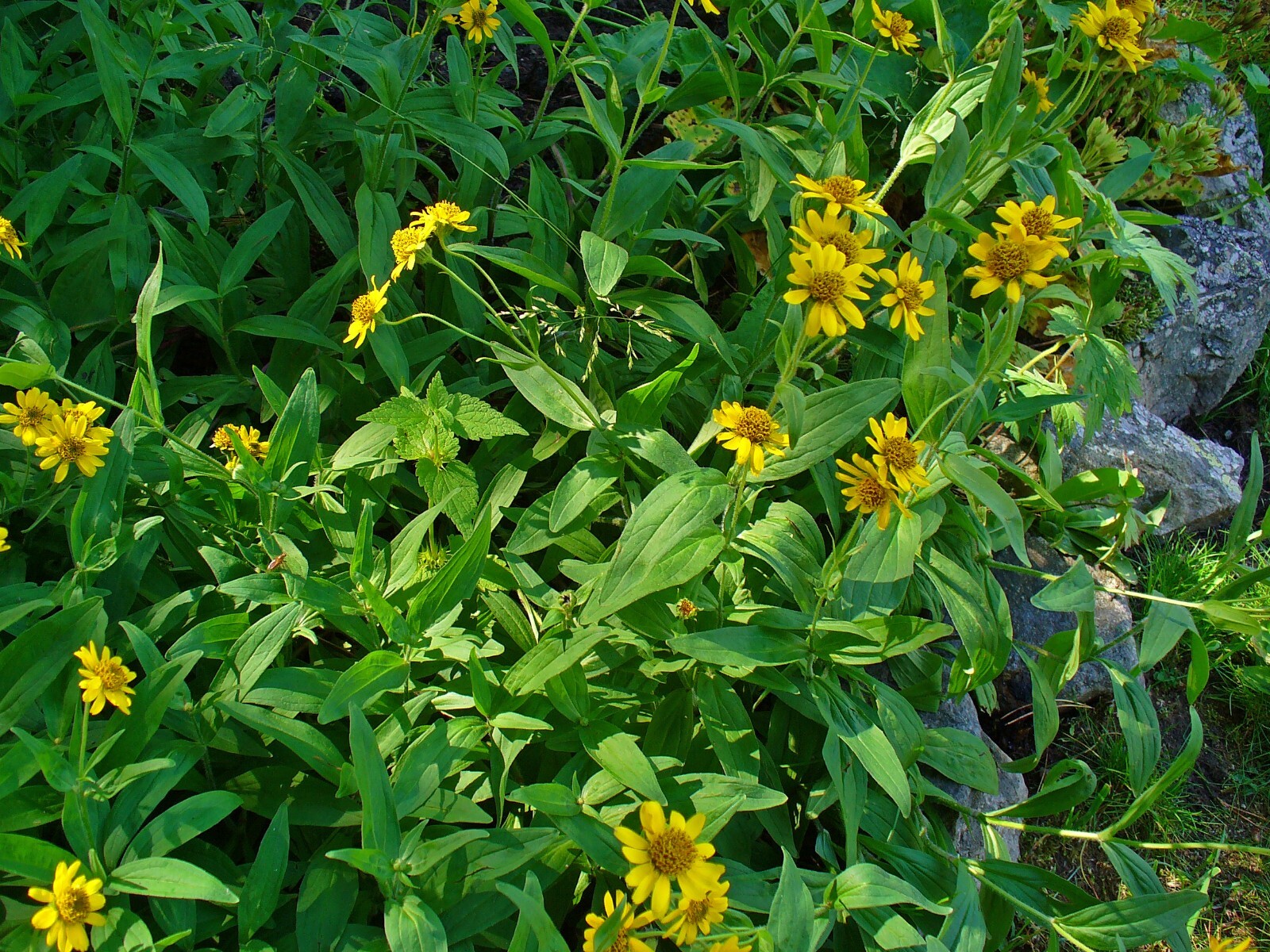 50 Arnica chamissonis seeds – Meadow Arnica Seeds – Beautiful Flower!