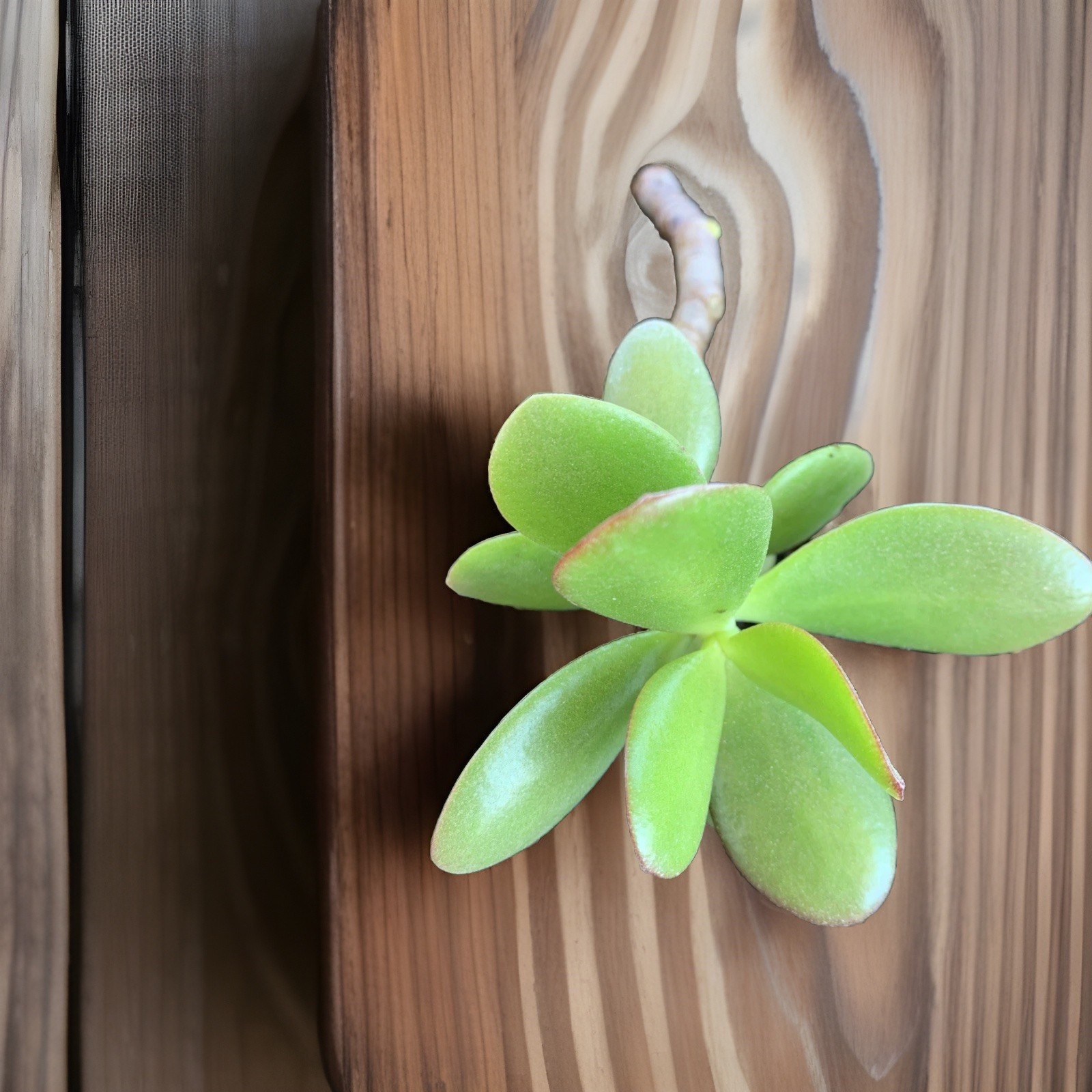 BIG ON SALE..Jade Plant Money Succulent 3″-5″ Single Plant One Branch