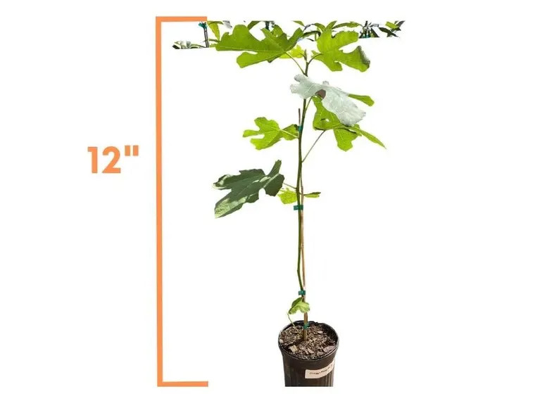 Black Madeira KK Fig Tree – Live Rooted 1 Gallon – Ships Houston TX