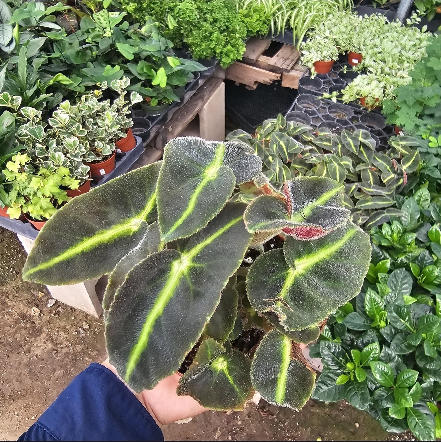 Striped Begonia | Begonia listada | Rare Begonia | 4in pot