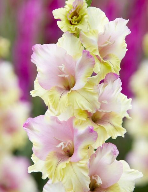Pack of 5 Gladiolus ‘Mon Amour’ Size 12/14cm Corms Bulbs, Pink Ivory Pale-Yellow