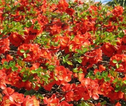 Chojuraku Orange Flowering Quince – Live Plant – ( 2.5 QT )