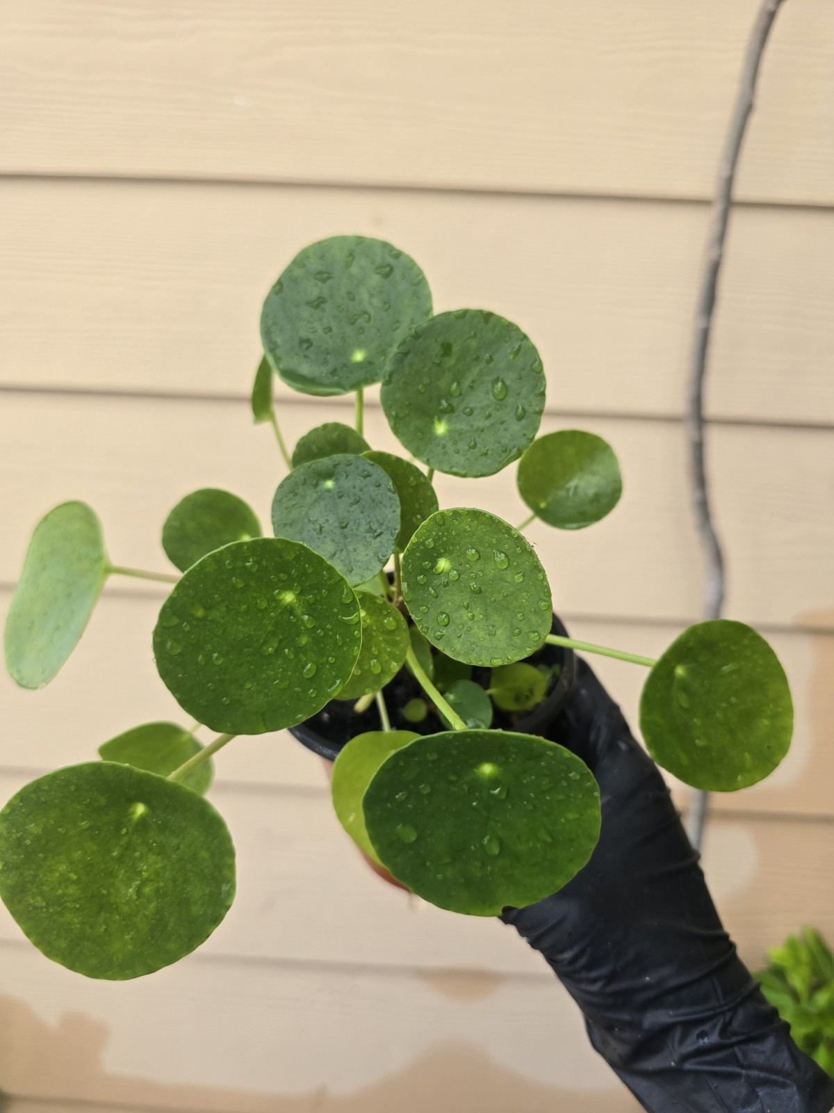 Money Ufo Plant Peperomiodes 4 Pot Live Plant Indoor Home Garden Live Plant