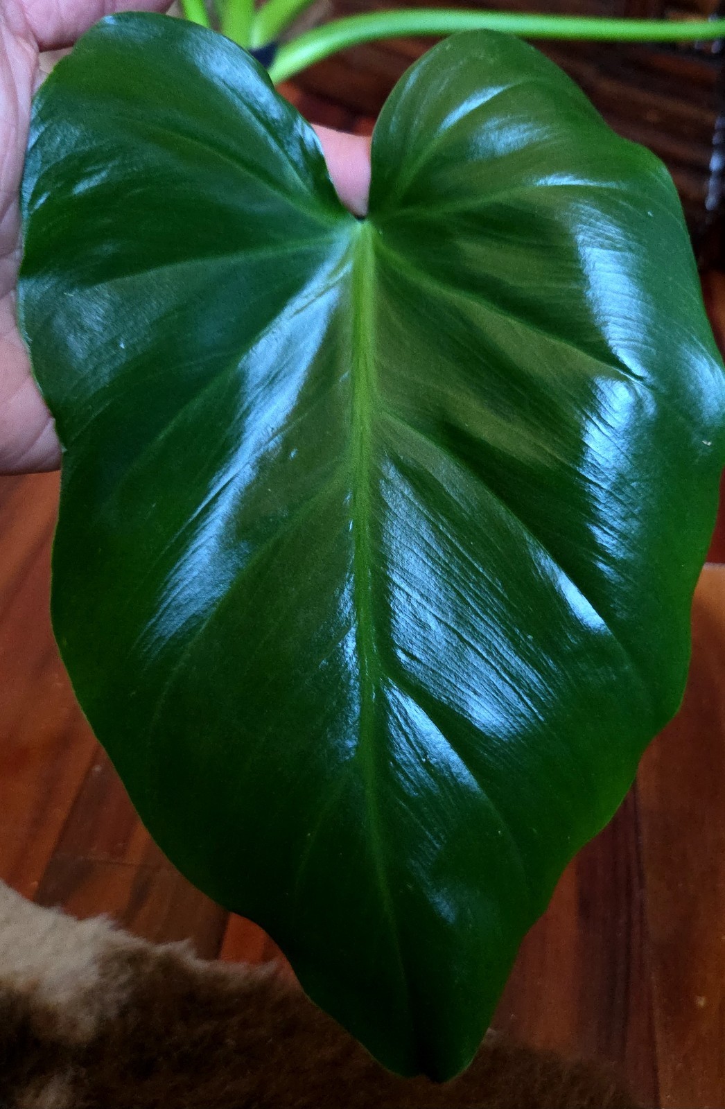 Rare XL Philodendron Giganteum Mint 30″ Tall Not Monstera Anthurium Syngonium