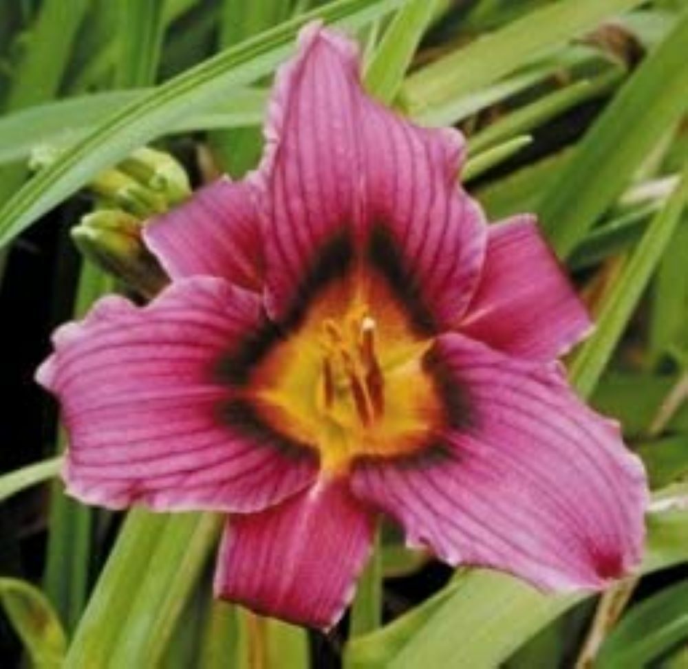 15 Bareroot Hemerocallis Grape Magic Daylilies Tennessee Grown