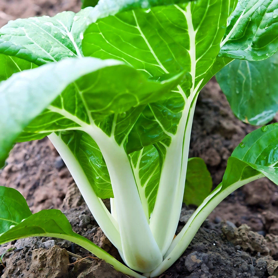 Fresh Tall White Stem Pak Choi Seeds | Heirloom Non-GMO | Asian Vegetable Seeds