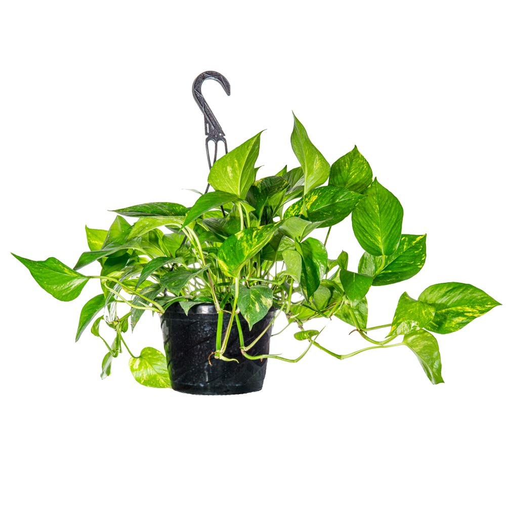 Perfect Plants Golden Pothos In 8In Hanging Easy To Care For For Any Indoor