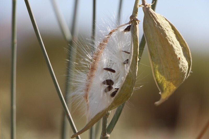 50+ Milkweed Seeds, Asclepias Syriaca, Cold-Stratified for Spring Planting